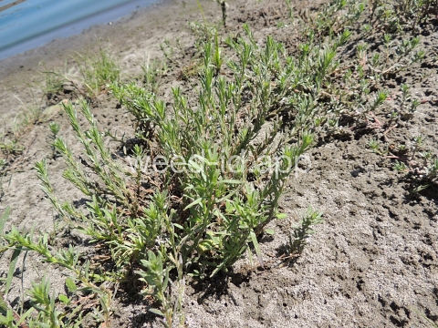 loosestrife, hyssop